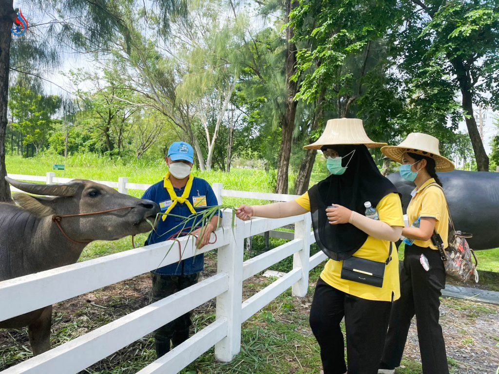 ฐานการเพาะเลี้ยงและพัฒนาสายพันธุ์กระบือ