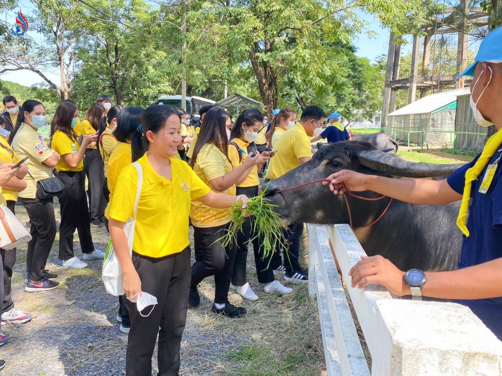 ฐานการเพาะเลี้ยงและพัฒนาสายพันธุ์กระบือ